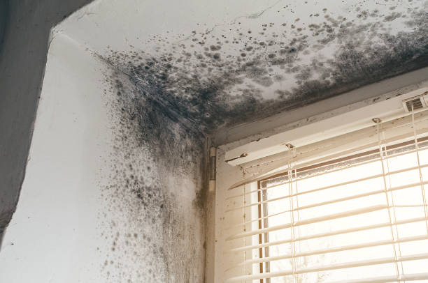 Trusted Mold Inspection service in Wellesley Hills, MA - Cheap Mold Removal