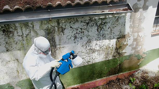 Trusted Commercial Mold Remediation service in Wellesley Hills, MA - Cheap Mold Removal